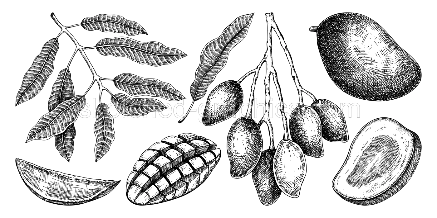Hand drawn mango sketches set. Tropical fruit vector illustration. Exotic plant with fruit, leaves, branches in engraved style. Design elements. Botanical drawing for label, juice packaging, menu Illustration